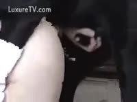 Beastiality XXX - Black mutt doing his owner in doggy